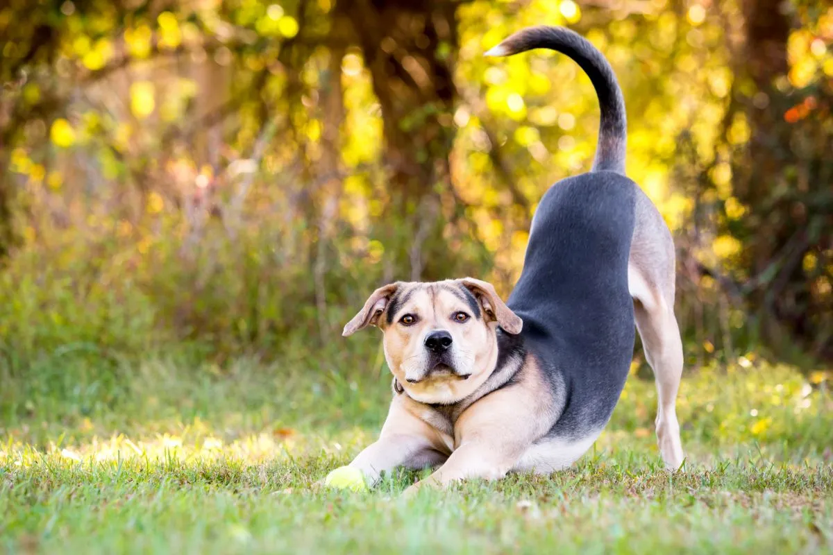 Mischlingshund streckt sich im Gras