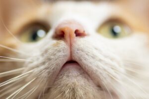 Plattenepithelkarzinom bei der Katze: Ursachen und Symptome des Hautkrebs