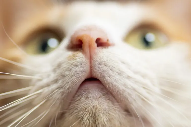 Plattenepithelkarzinom bei Katzen