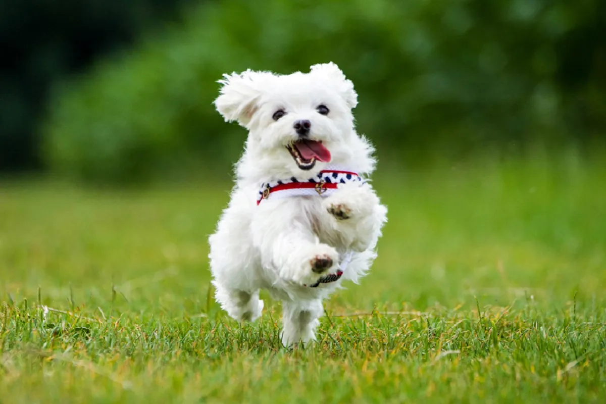 Malteser Hund f&uuml;r Senioren