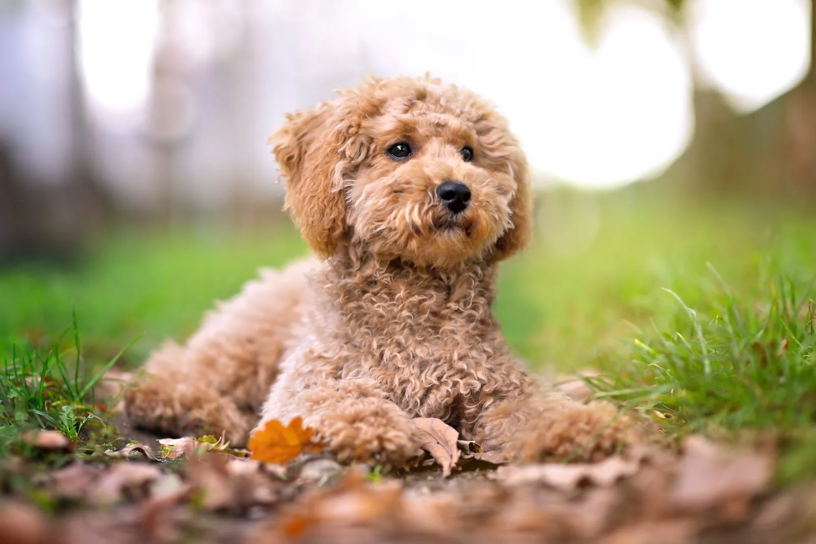 Zwergpudel Hund f&uuml;r Senioren