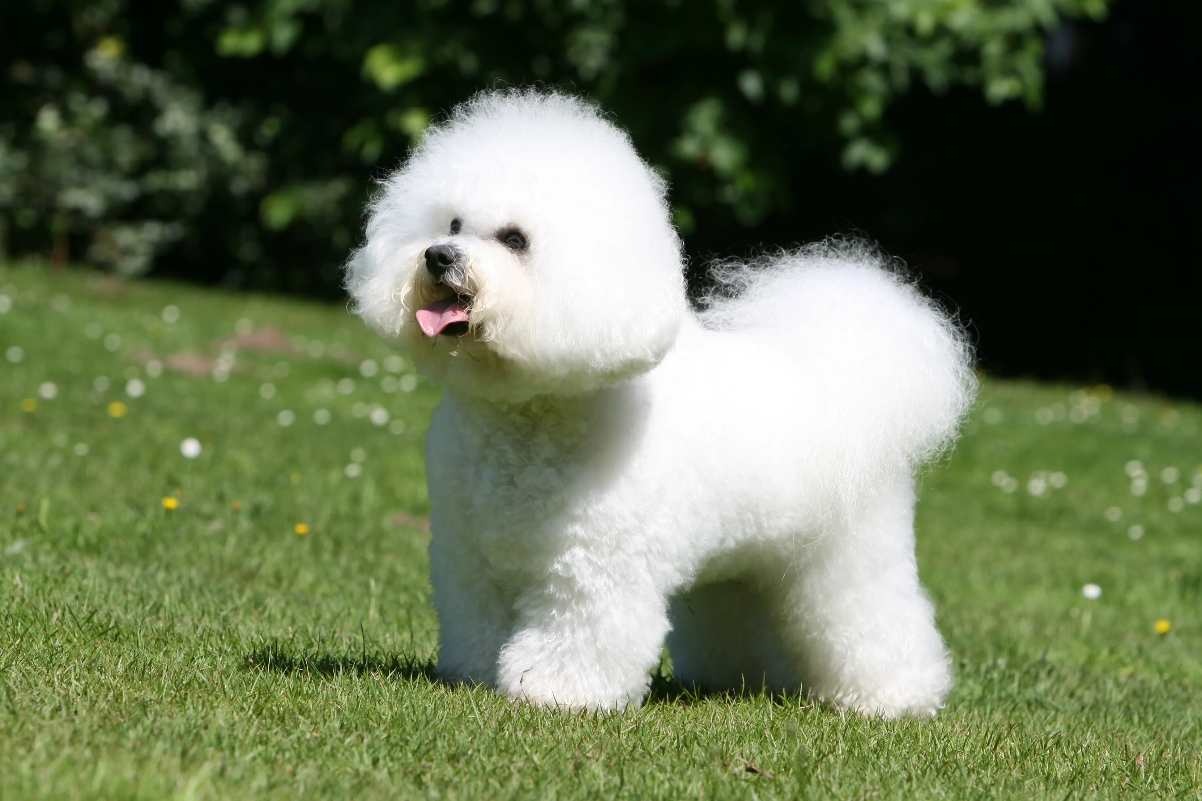 Bichon Fris&eacute; i Hund f&uuml;r Senioren