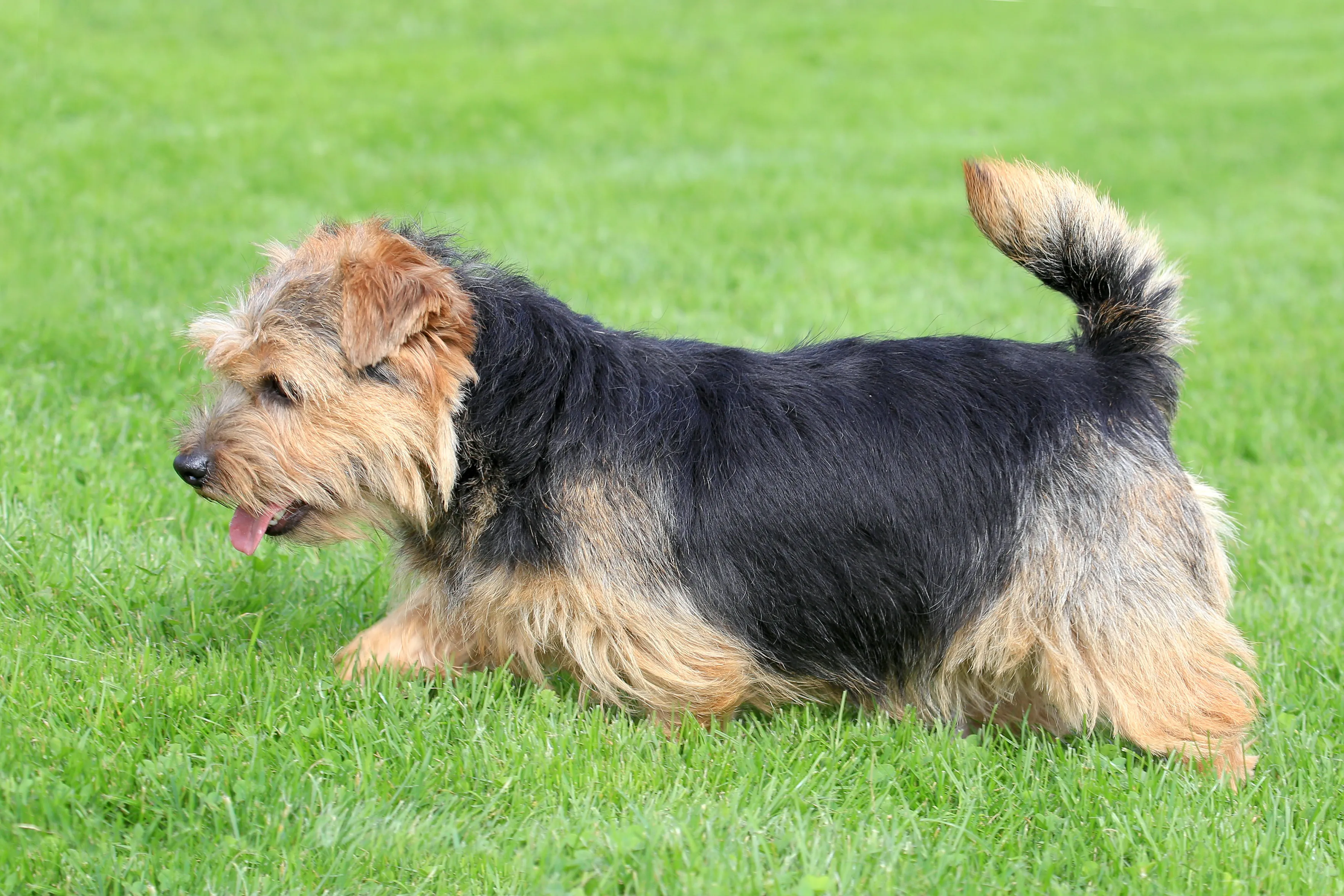 Norfolk Terrier Hunderasse f&uuml;r Renter