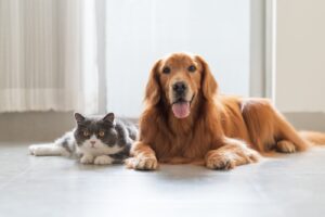 Deutschlands Lieblinge: Welche Hunde- und Katzenrassen besonders gefragt sind