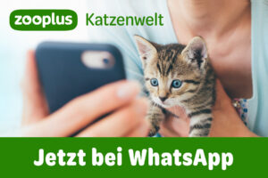 Tierisch informiert bleiben: Dein neuer Katzen-Kanal auf WhatsApp