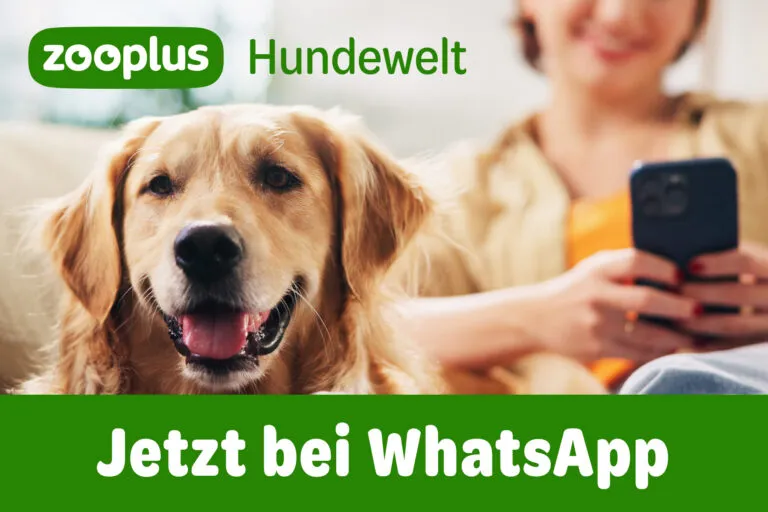 WhatsApp-Kanal zooplus Hundewelt