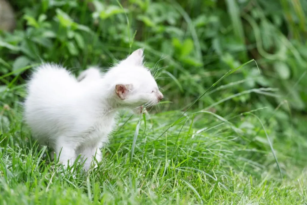 Ansteckung mit Kokzidien bei Kitten