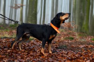 Slowakische Schwarzwildbracke (Slovenský Kopov)